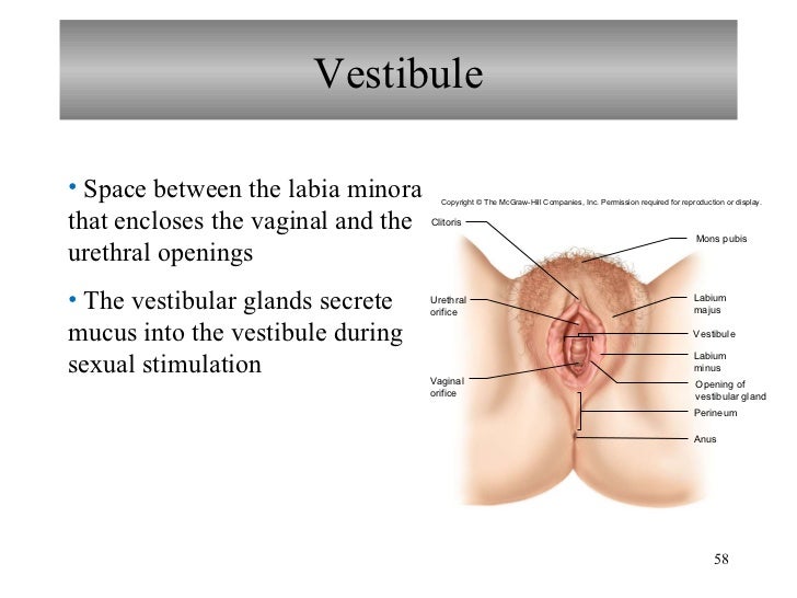 hole between vagina and urethra Pictures of britney spears pussy
